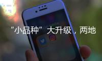 “小品种”大升级，两地联手给澳门“菜篮子”增鲜