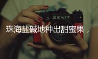 珠海盐碱地种出甜蜜果�，甜度接近天花板！