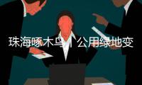 珠海啄木鸟丨公用绿地变私家菜园？！究竟该由谁来管
？