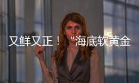 又鲜又正！“海底软黄金” 珠海外伶仃海胆新鲜上岸！