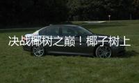 决战椰树之巅�！椰子树上的“速度与激情”太精彩！