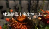 林海情缘丨来米林，逛一逛“春风桃夭宴” ！