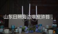 山东日照海边爆发浒苔，游客称有恶臭味
，当地回应正组织打捞	，专家解读影响和治理