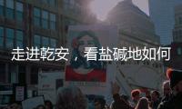走进乾安	，看盐碱地如何被炼成“肥田”