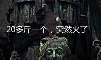 20多斤一个�，突然火了！杭州一菜场摊主：没有现货，隔两天就有人来预订