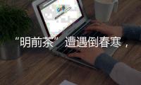 “明前茶”遭遇倒春寒，浙南受灾最严重