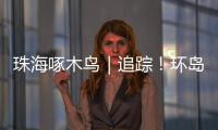 珠海啄木鸟｜追踪！环岛车辆“打架”，珠海交警启用新方案→