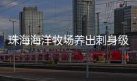 珠海海洋牧场养出刺身级美味！10万斤章红鱼抢“鲜”上市