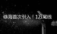 珠海首次引入！1万尾线纹海马成功“落户”