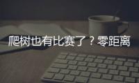 爬树也有比赛了？零距离看运动员争战“椰树之巅”
