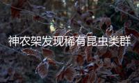 神农架发现稀有昆虫类群，在中国首次记录
，全球已知仅5种
