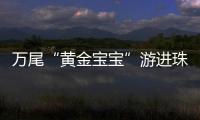 万尾“黄金宝宝”游进珠海！明年或将实现本土繁育