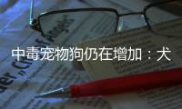 中毒宠物狗仍在增加�：犬主标注防毒地图，警方介入调查