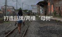 打造品牌/两棵“母树”带动50亿生意