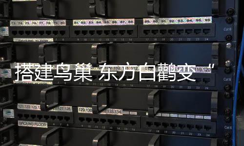 当时只有2巢繁殖7只雏鸟