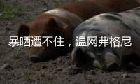 暴晒遭不住，温网弗格尼尼vs阿尔卡拉斯因观众中暑而中断