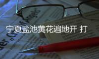 宁夏盐池黄花遍地开 打造黄花菜产业链条、拓展农户增收渠道