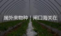 属外来物种！闸口海关在拱北口岸截获72只活体蟹