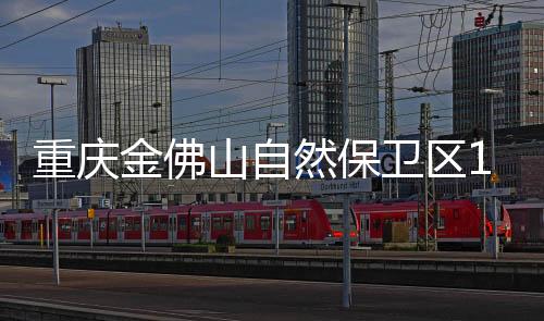 然保已累计育苗3000余株