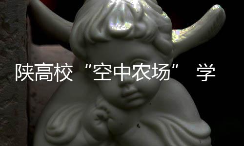 空中农场糉子就包好了