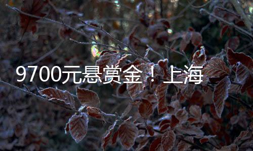 都是赏金上海普通人