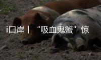 快排公司十年历程，霸屏兔 seo 的崛起与坚守